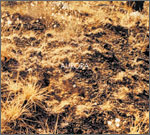 SAGCD004